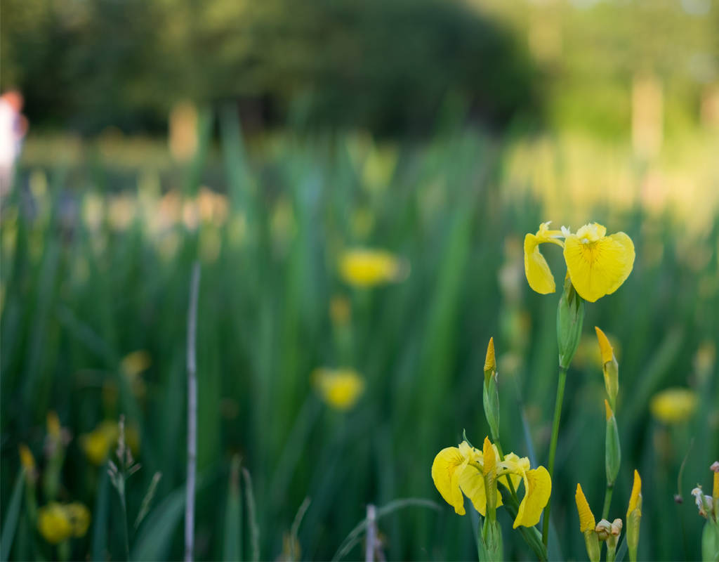 Asaa camping - blomster