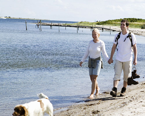 hund_camping_Nordjylland_2